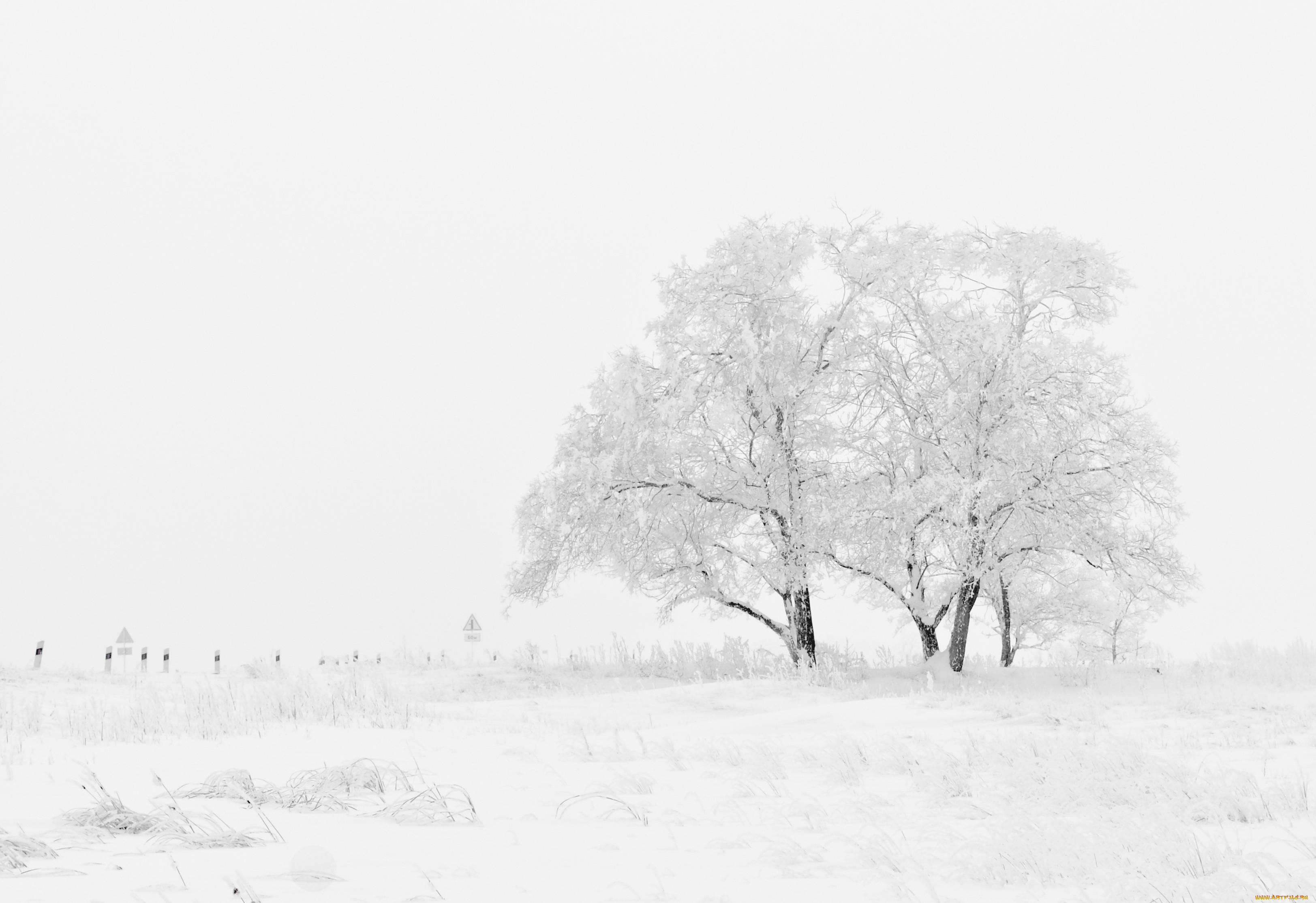 , , , , , , blizzard, winter, frost, snow, field, trees, 